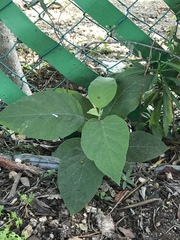 Solanum erianthum