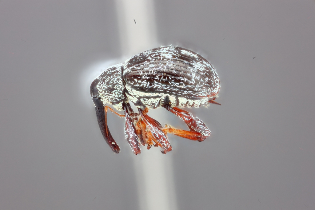 Pepper Weevil