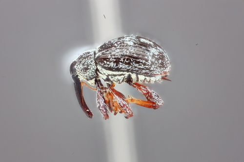 Anthonomus eugenii observed 2024-04-20