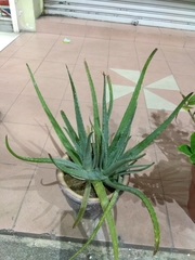 Aloe vera