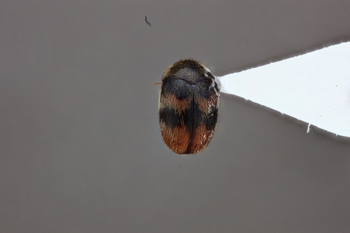 Orphinus terminalis, 2024-04-20
