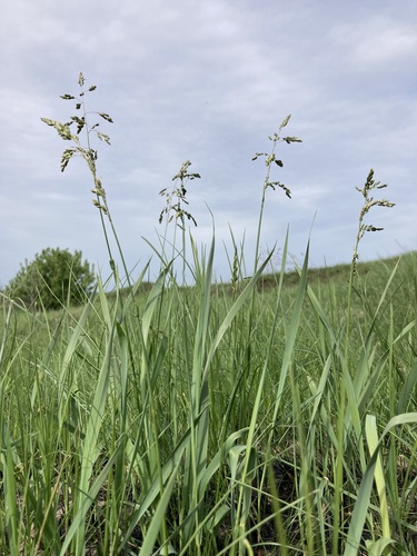 Anthoxanthum repens (Anthoxanthum repens)