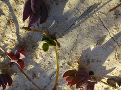Oxalis eckloniana