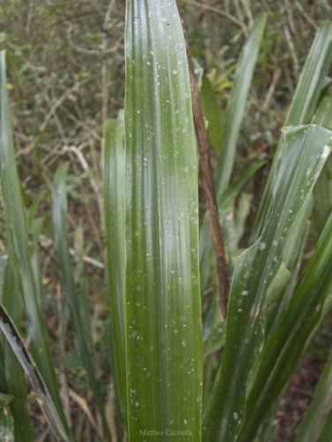 Pitcairnia recurvata, photograph 5