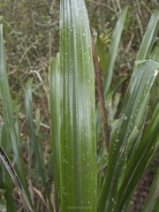 Pitcairnia recurvata, photograph (c) Matteo Cassella, some rights reserved (CC BY-SA)