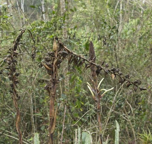 Pitcairnia recurvata, photograph 6