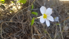 Oxalis monophylla monophylla
