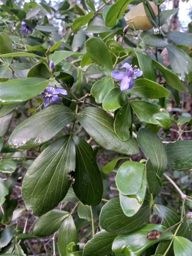 Guaiacum officinale iNat (1)