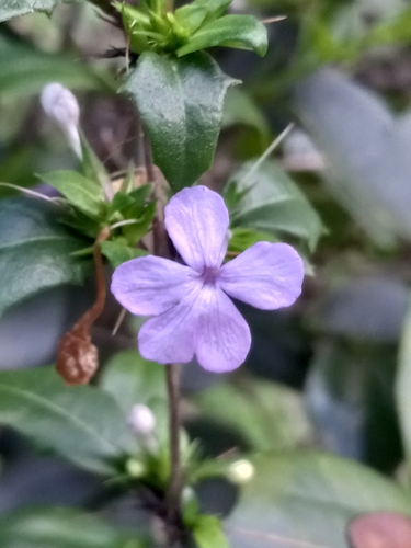 Barleriola solanifolia