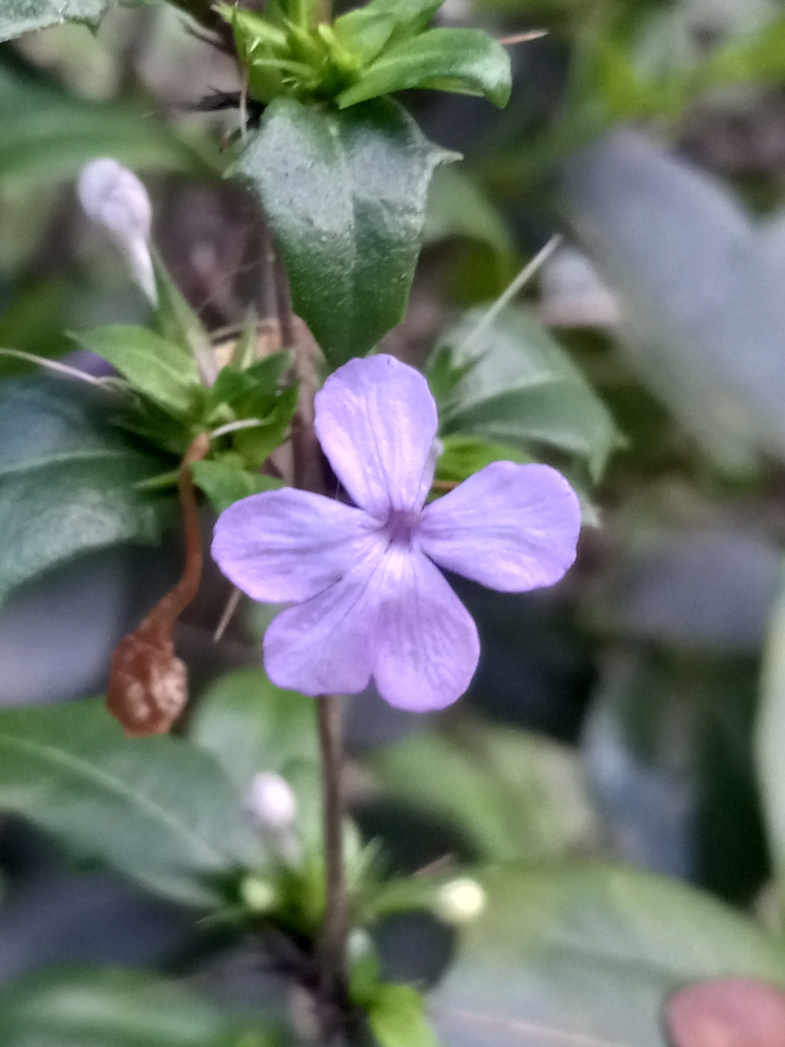 Barleriola solanifolia