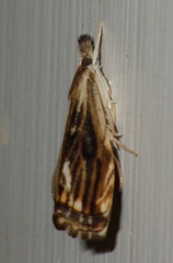 Catoptria verellus
