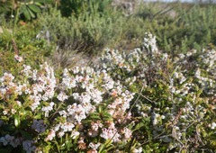 Erica capensis