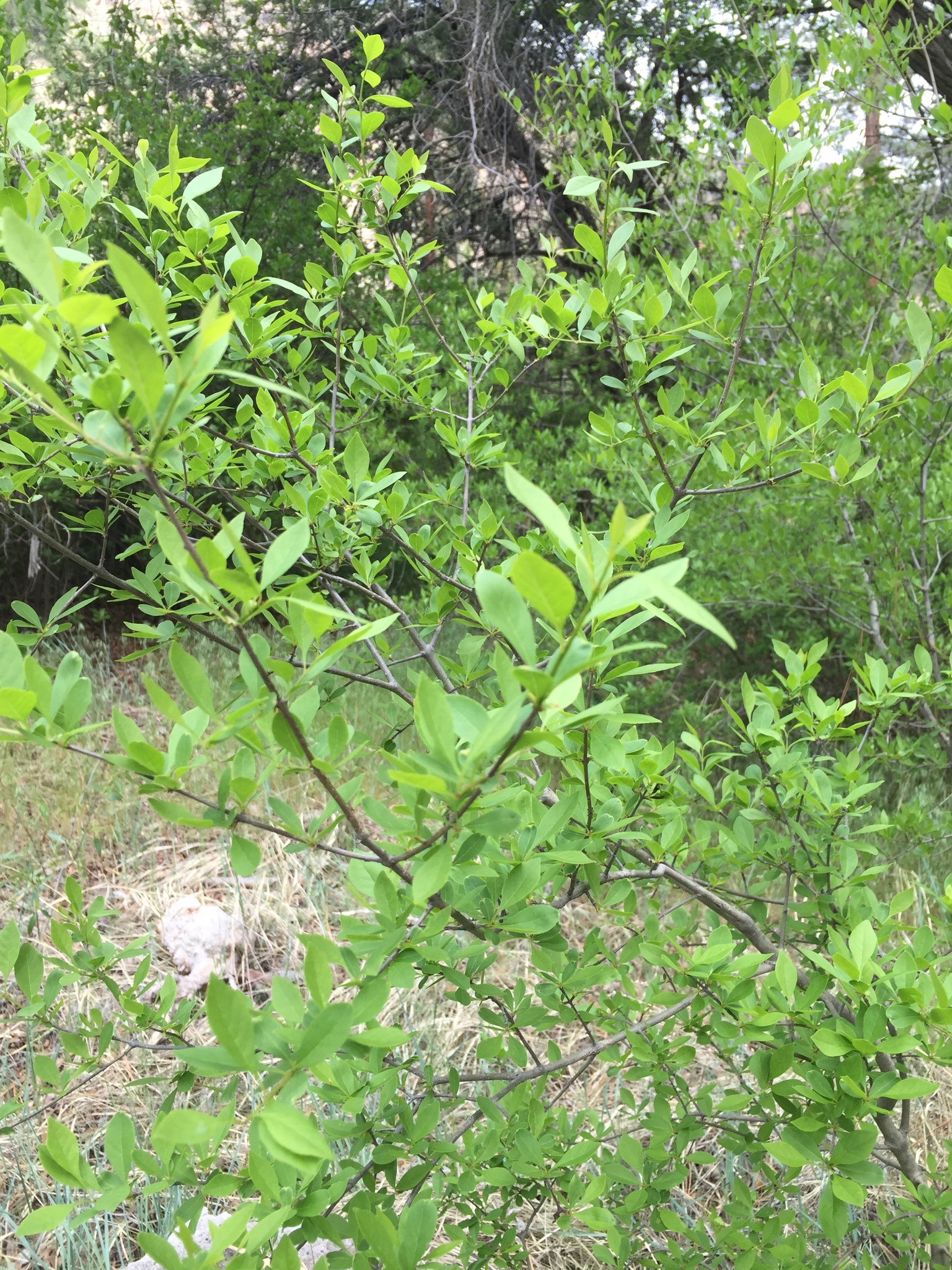 Forestiera pubescens var. pubescens