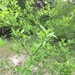 Forestiera pubescens pubescens - Photo (c) jsweat, algunos derechos reservados (CC BY-NC), subido por jsweat