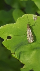 Ilisia maculata