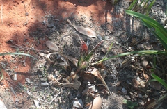 Aloe parvibracteata