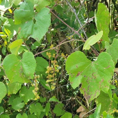 graybark grape (Vitis cinerea)