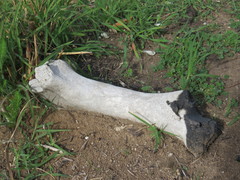 Equus caballus