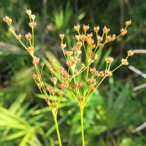 Bog rush (Juncus biflorus)