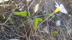 Oxalis monophylla monophylla