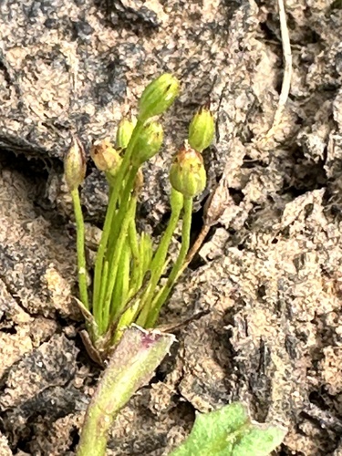inch-high rush (Juncus uncialis)