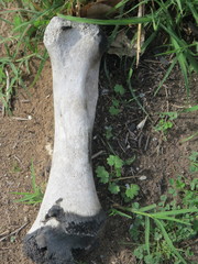 Equus caballus