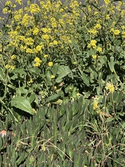 Angiospermae