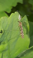 Ilisia maculata