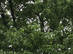 Melanerpes carolinus