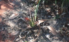 Aloe parvibracteata