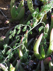 Asparagus declinatus