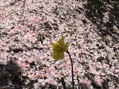 Oenothera macrocarpa