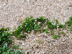 Cochlearia officinalis