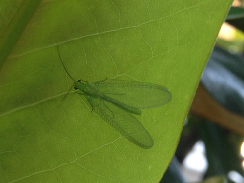 Chrysopa formosa