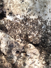 Tetramorium tsushimae