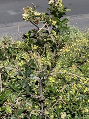 Angiospermae