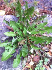 Taraxacum officinale