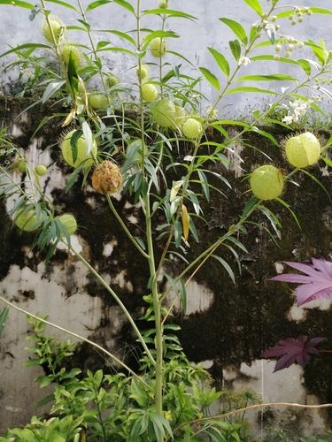 balloonplant