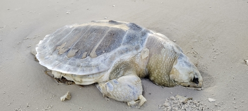 Kemp's Ridley Sea Turtle photographed in Mississippi