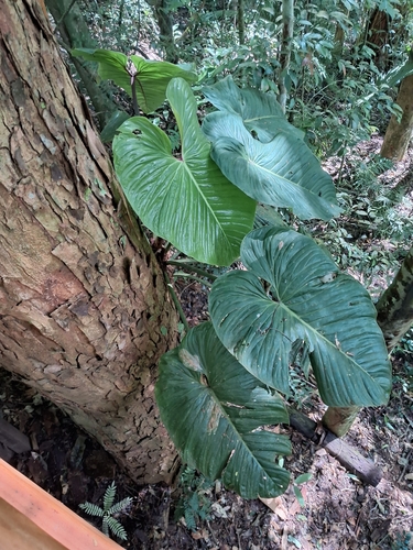 Philodendron (Philodendron ornatum)