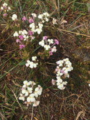 Triphysaria versicolor versicolor