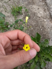 Oxalis pes-caprae