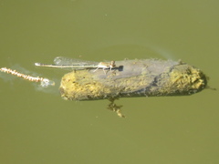 Argentagrion ambiguum