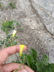 Oxalis pes-caprae