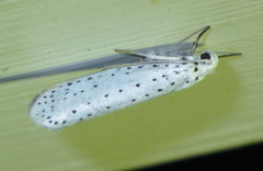Yponomeuta evonymella