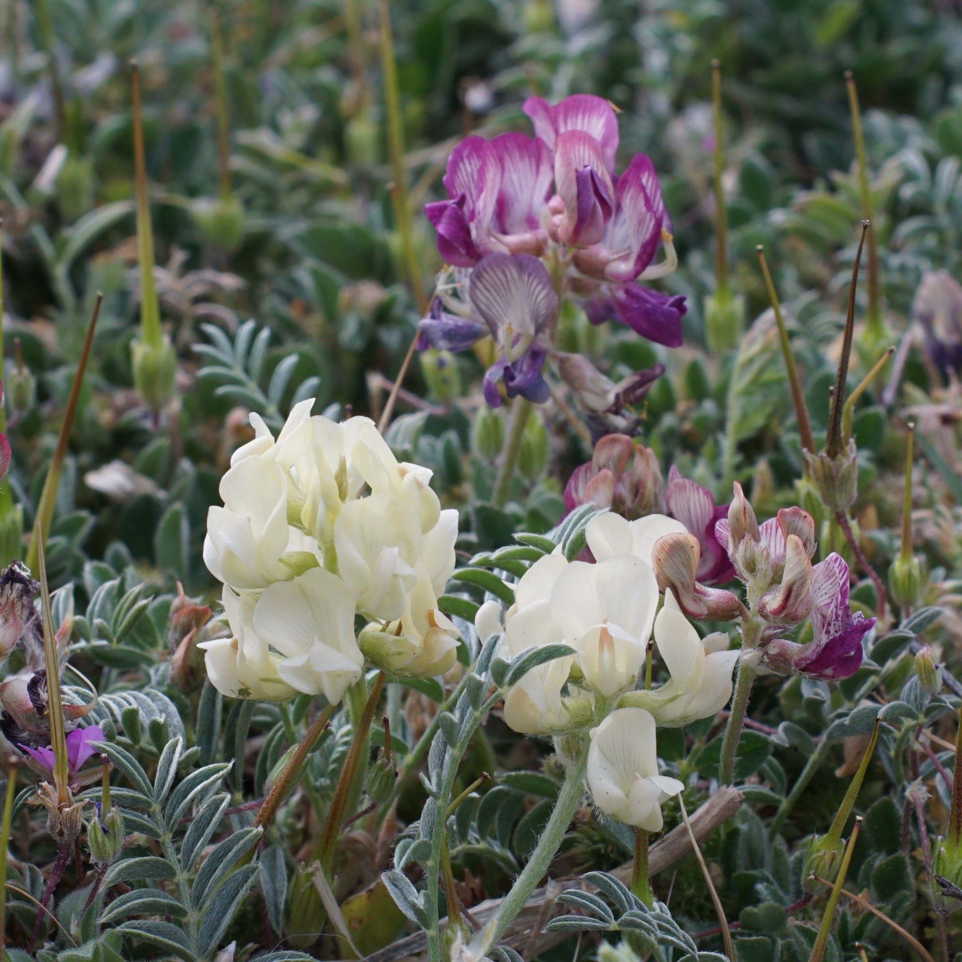 Astragalus humistratus