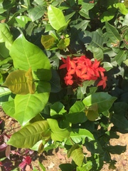 Ixora