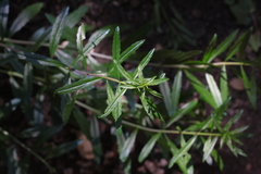 Baccharis plummerae
