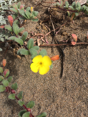 Camissoniopsis cheiranthifolia cheiranthifolia