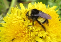 Bombus terricola image
